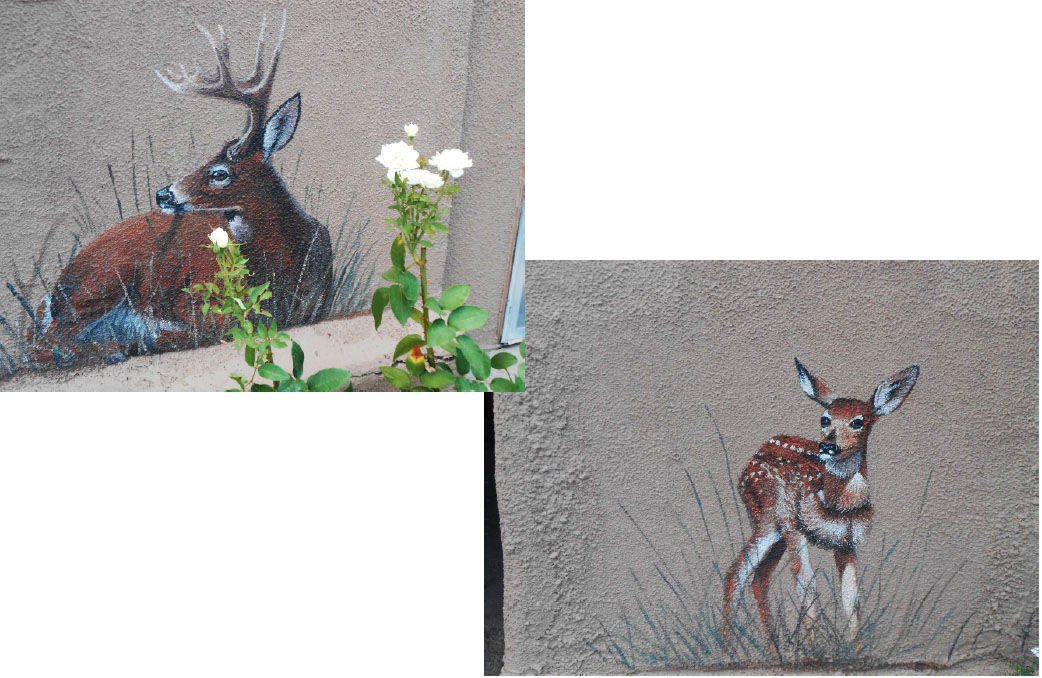 White Tail Deer and Fawn